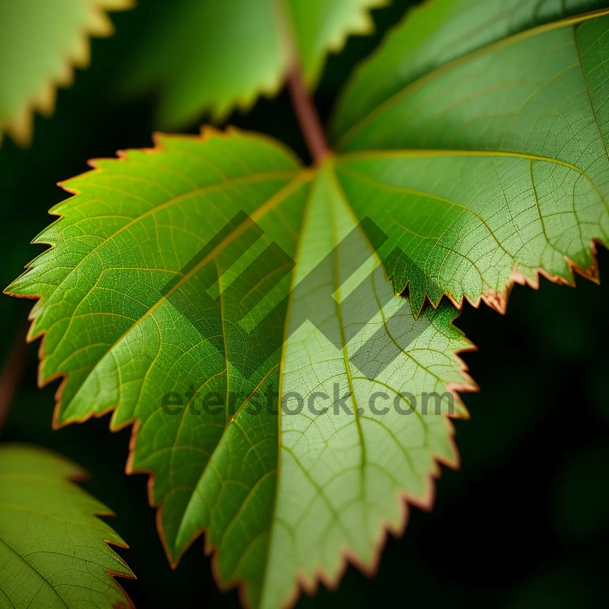 Picture of Vibrant Maple Leaves amidst Lush Forest