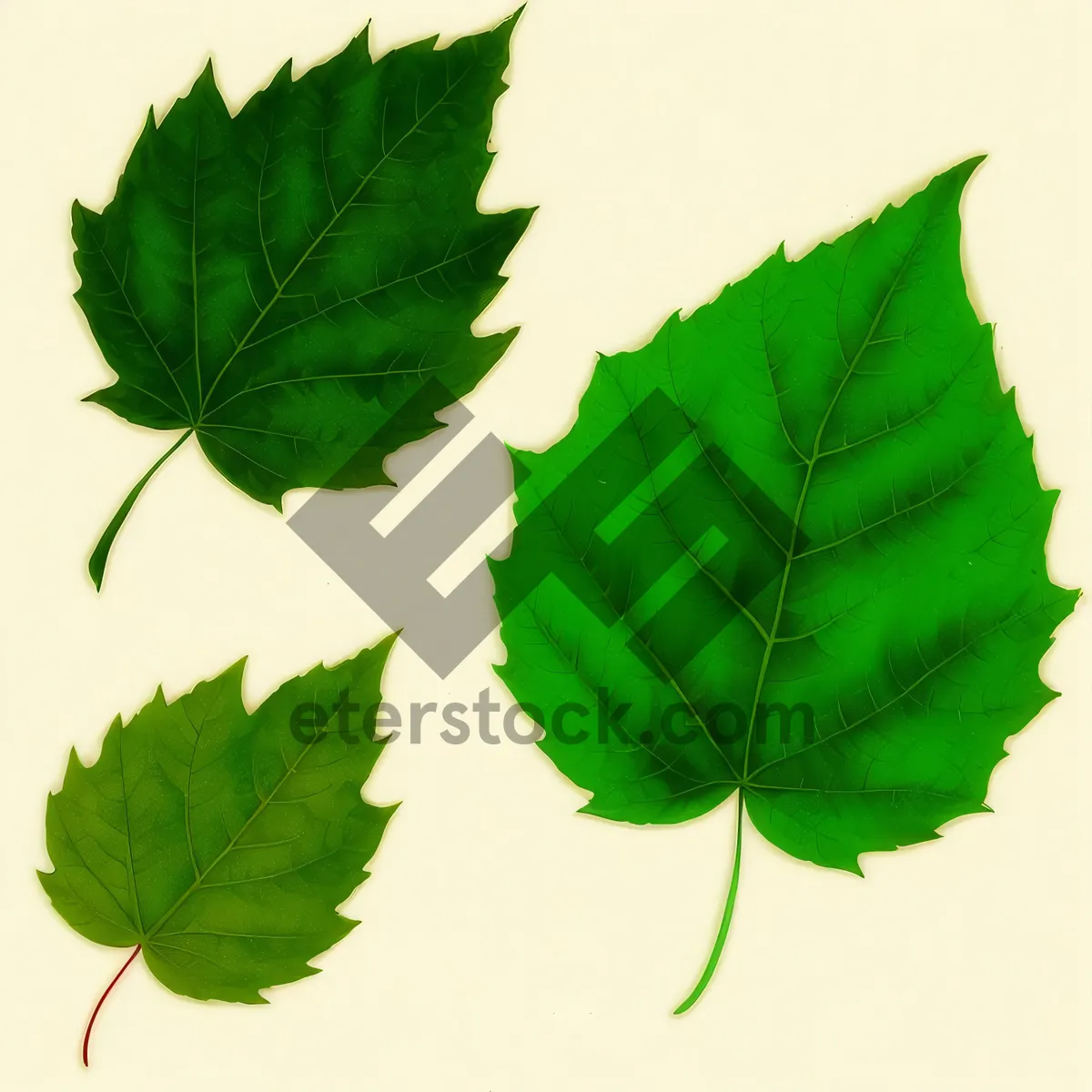 Picture of Maple Leaf on Branch: Fresh Summer Foliage