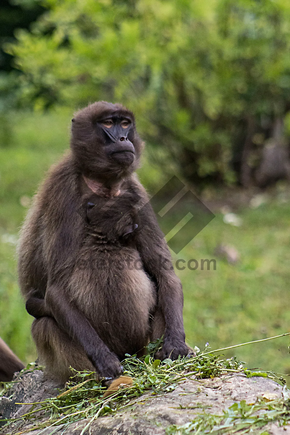 Picture of Primate faces in natural forest habitat.