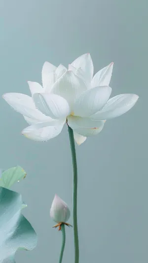 Yellow Lotus Flower in Bloom Close Up