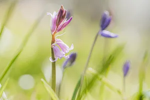 Colorful Tulip Blossoms in a Summer Garden