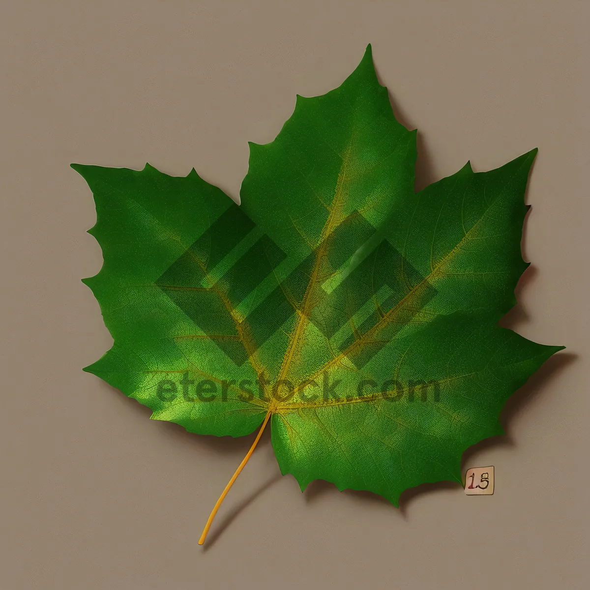 Picture of Autumn Maple Leaf in Vibrant Yellow and Orange