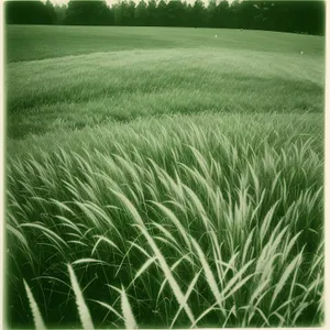 Sun-kissed Wheat Field in the Countryside