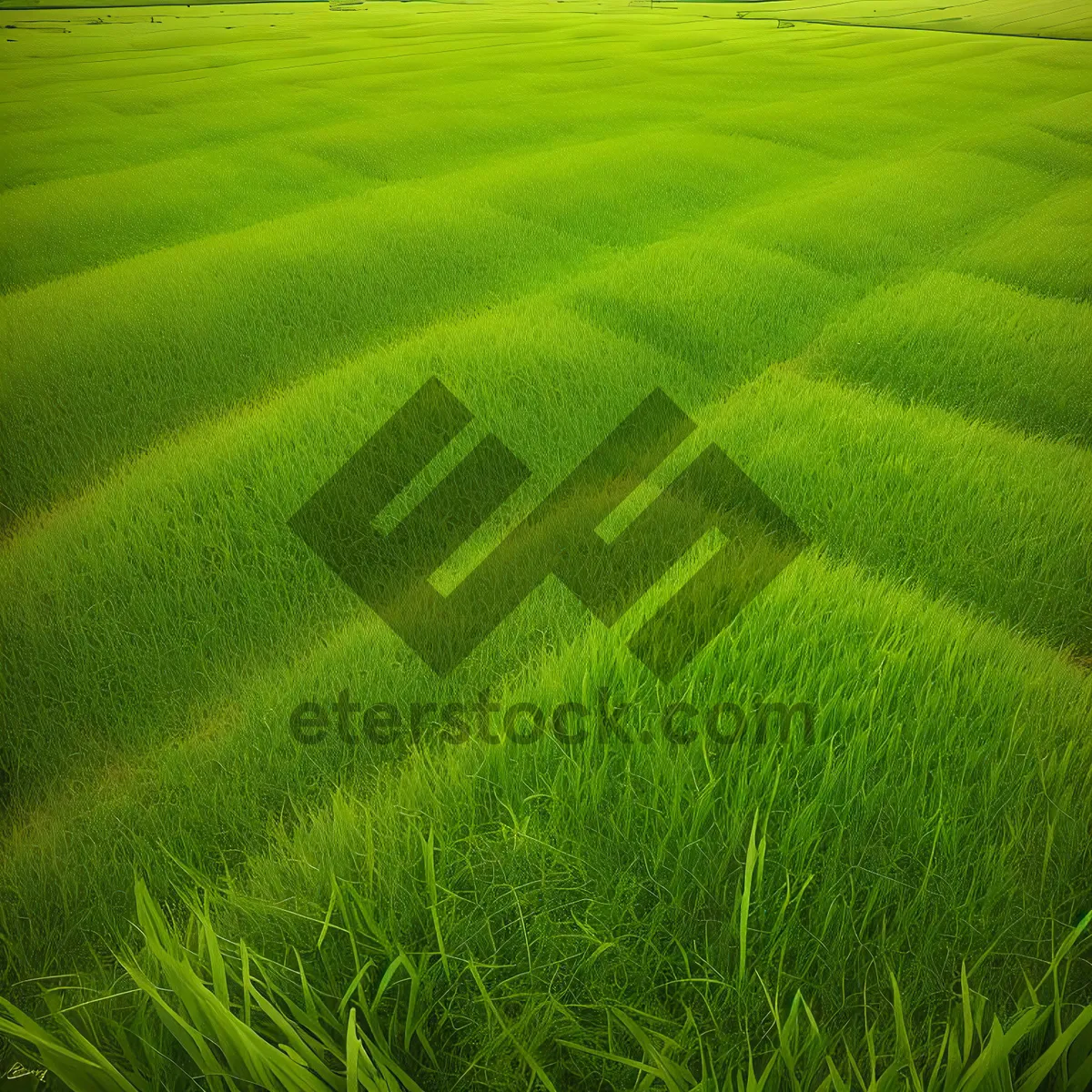 Picture of Vibrant Green Meadow Under Sunny Blue Skies.