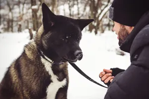 Black German Shepherd Terrier Dog on Leash