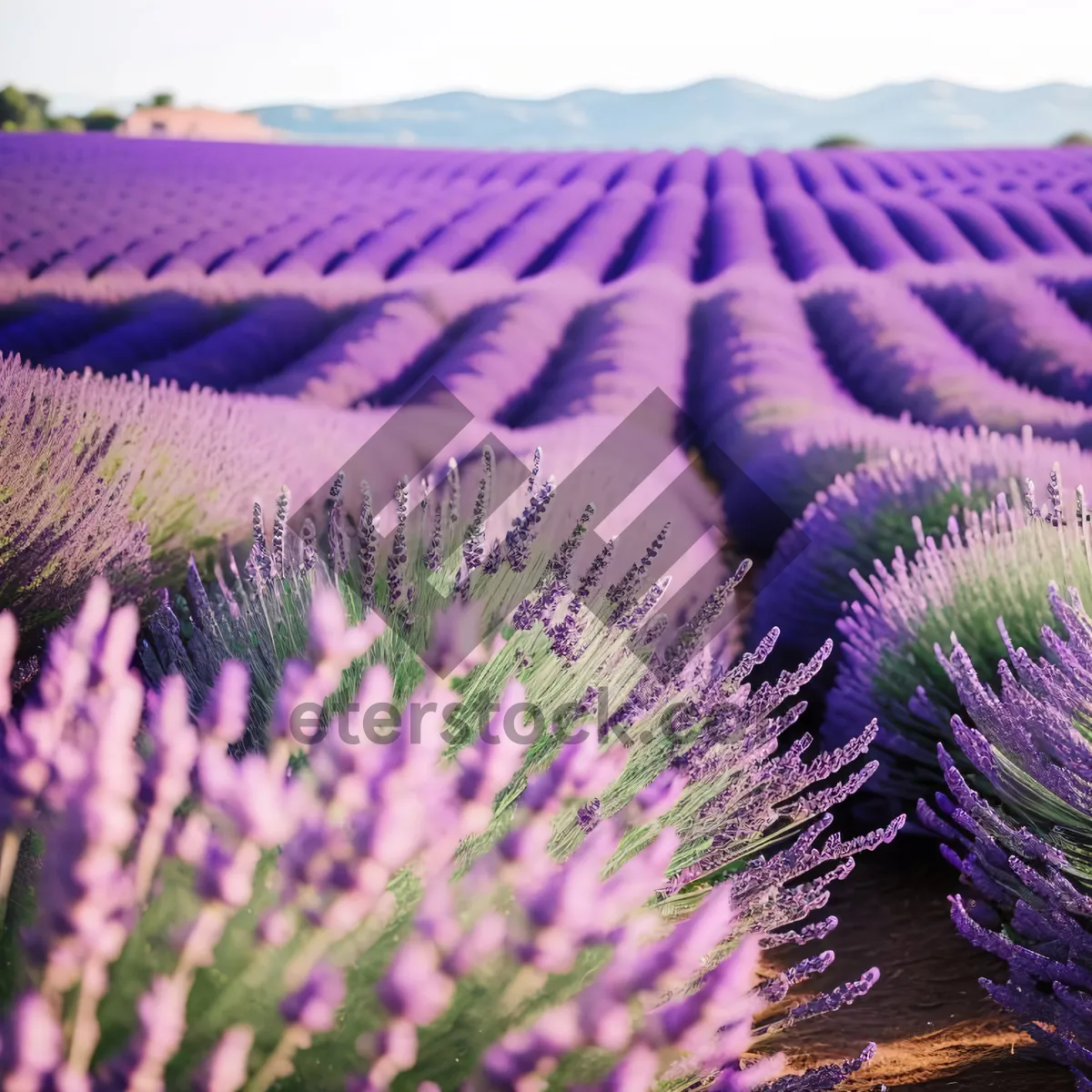 Picture of Colorful Lavender Field in the Countryside