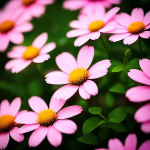 Yellow Daisy and Violet Wood Sorrel Blooms in Garden