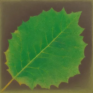 Close-up of fresh, organic lettuce leaves in a garden.