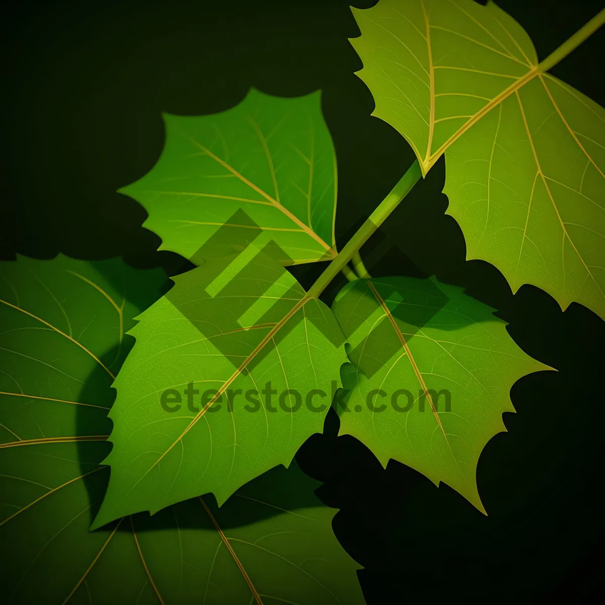 Picture of Vibrant Maple Tree Leaves in Lush Forest