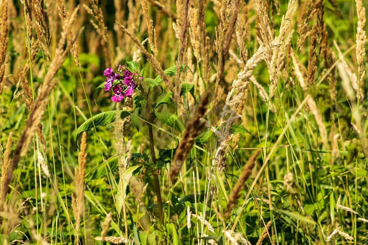 Picture of Summer lavender blooms in rural countryside meadow