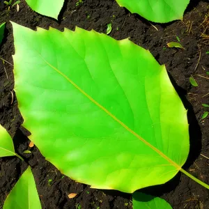 Vibrant Spring Foliage with Taro Root Vegetable