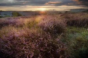 Summer meadow with purple flowers and tree in background.