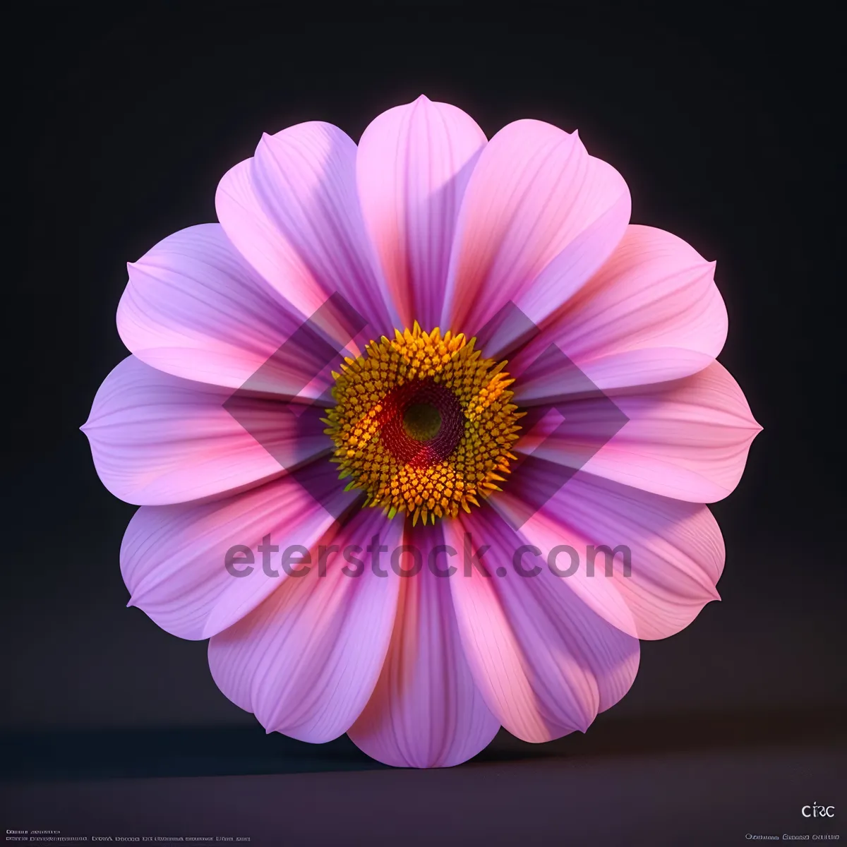 Picture of Bright Yellow Daisy Blooming in Garden