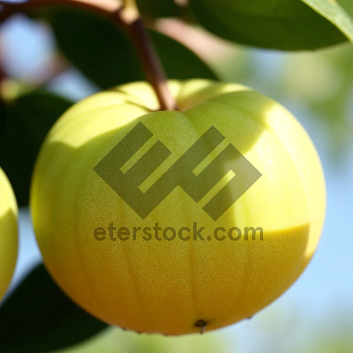 Picture of Fresh and Juicy Citrus Fruit Medley