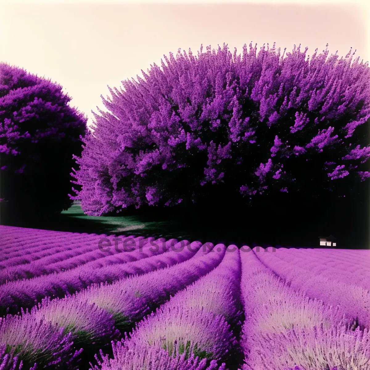 Picture of Vibrant Lavender Blooms in Rural Spring Garden