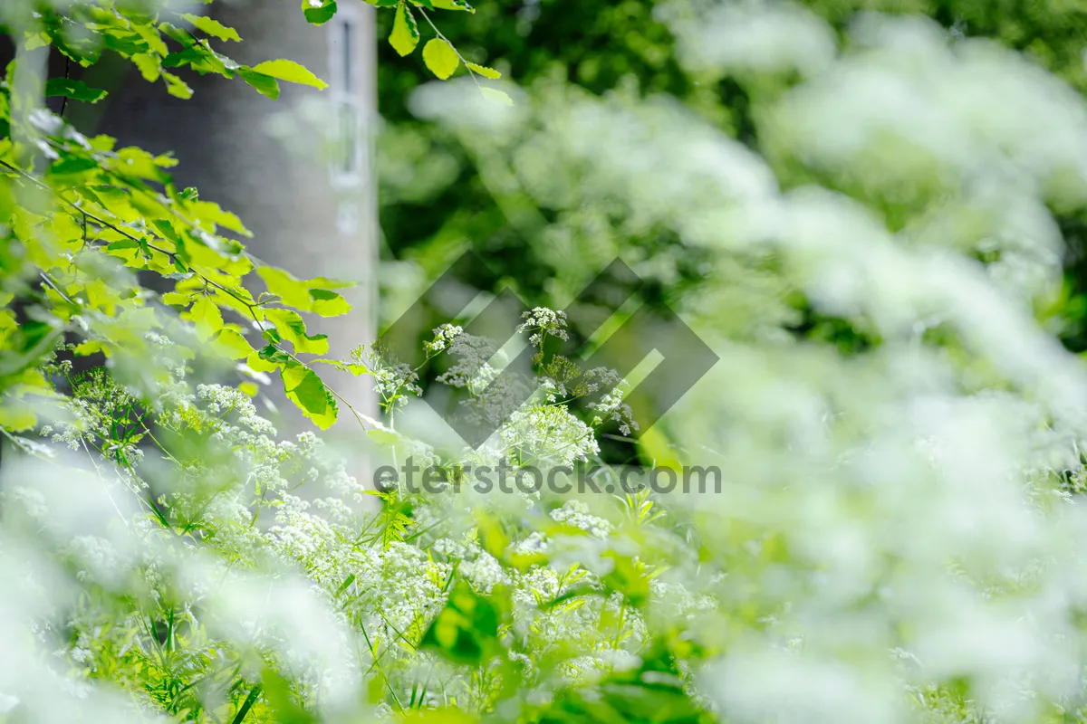 Picture of Fresh parsley and broccoli on water droplets background.