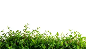 Vibrant Floral Tea in Rural Summer Landscape