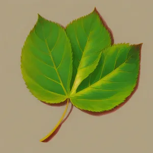 Bright Lotus Leaf in Natural Spring Garden