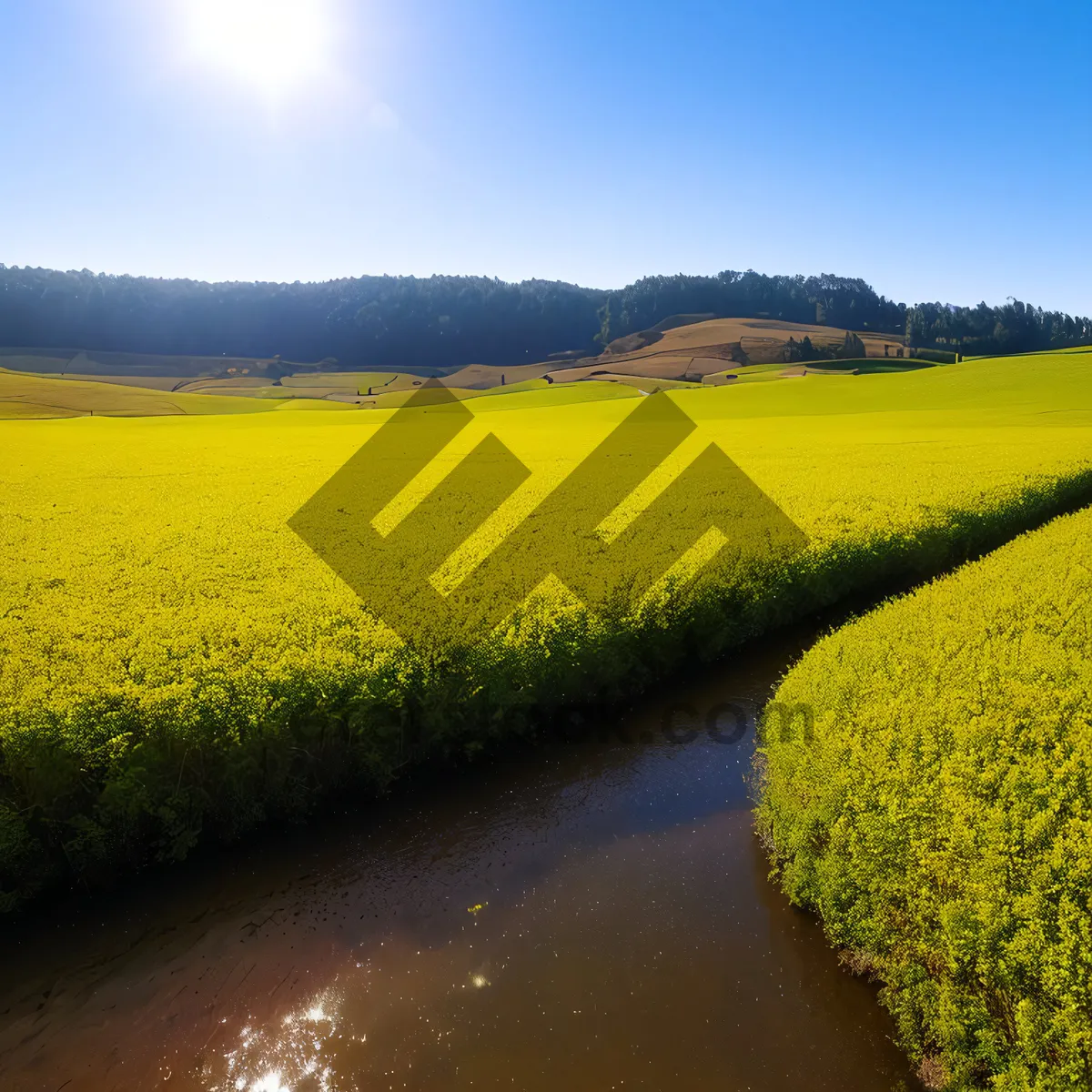 Picture of Golden Rapeseed Field Under Sunny Sky