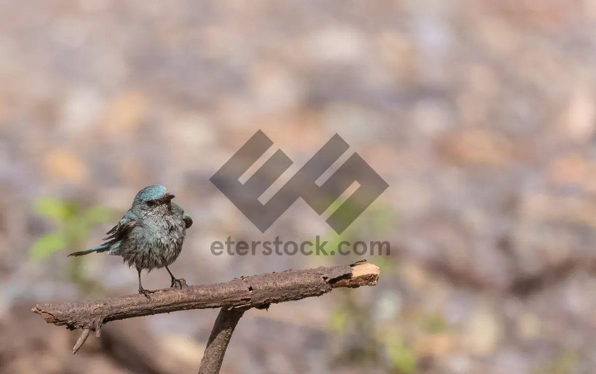 Picture of Cute little bird sitting on tree branch outdoors