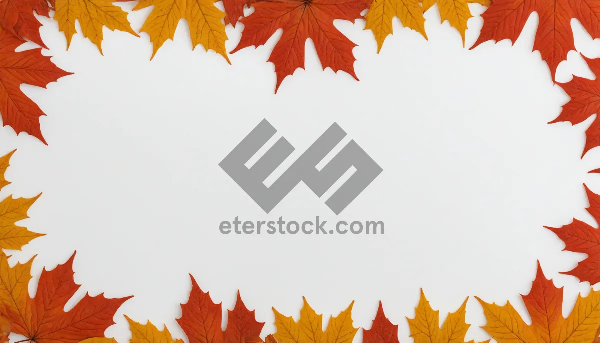 Picture of Autumn Oak Leaf Border Design in Bright Colors