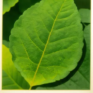 Lush Green Foliage: Vibrant Poplar Leaf Veins