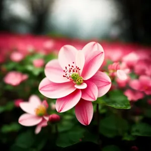 Blooming Pink Petal Blossom in Spring Garden