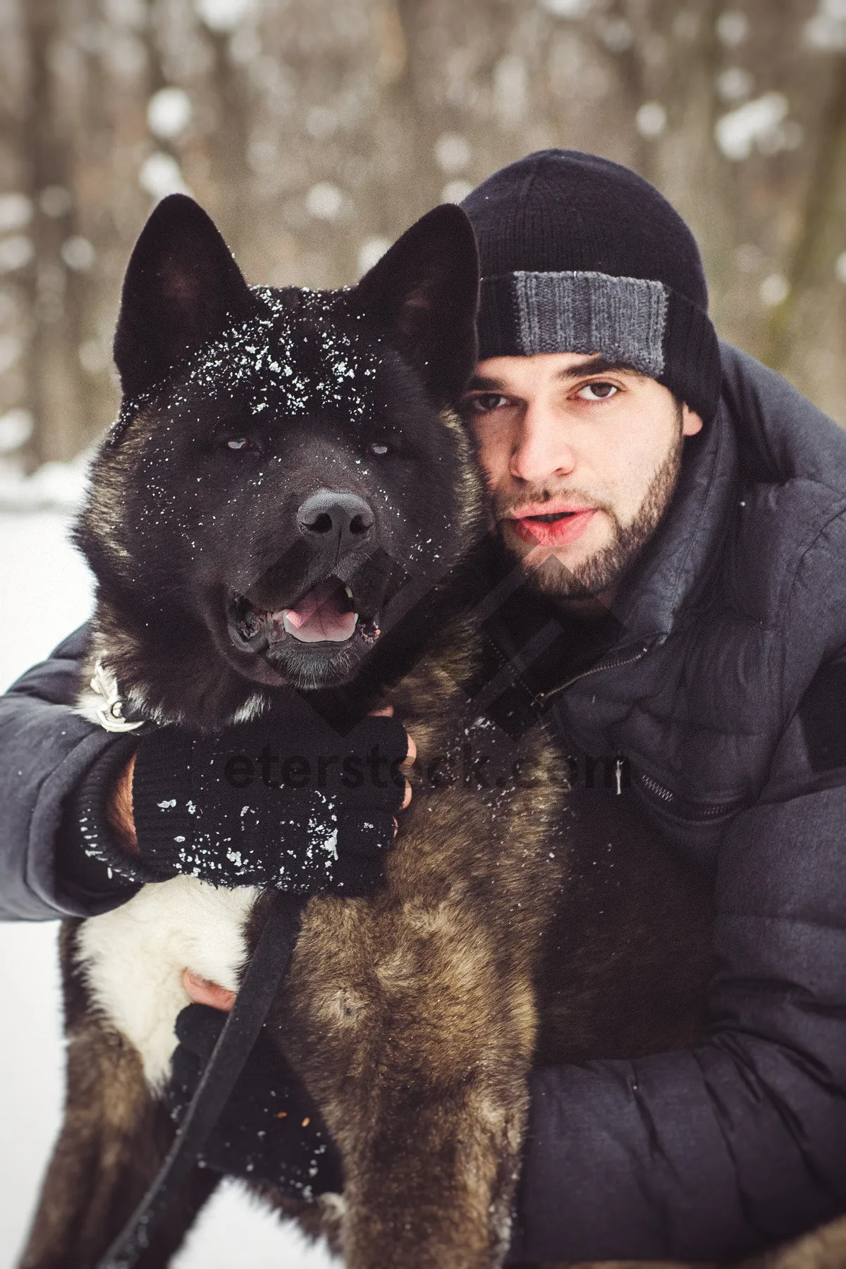 Picture of Cute black shepherd dog in the snow