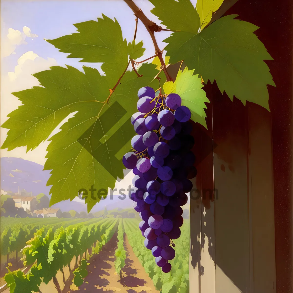 Picture of Rustic Harvest: Purple Grapes in Vineyard