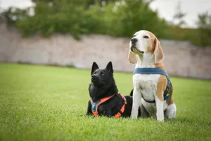 Cute puppy playing in the park with leash and ball