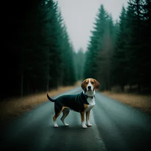 Adorable Beagle Puppy - Cute Hunting Dog