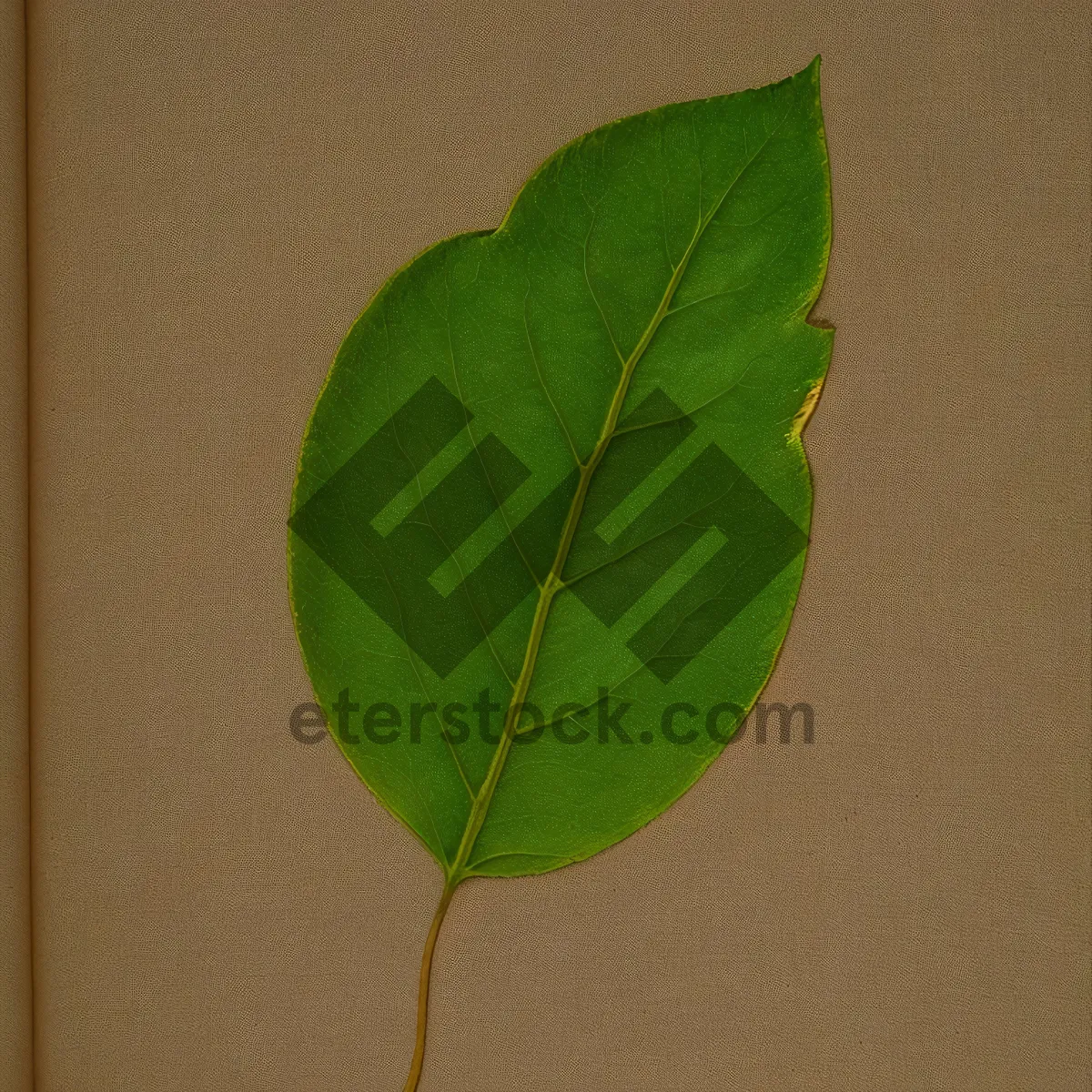 Picture of Fresh Spring Leaves - Vascular Plant Foliage