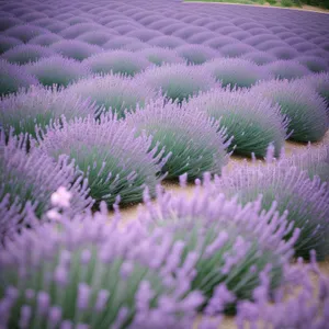 Lavender Field Blooming in Vibrant Purple