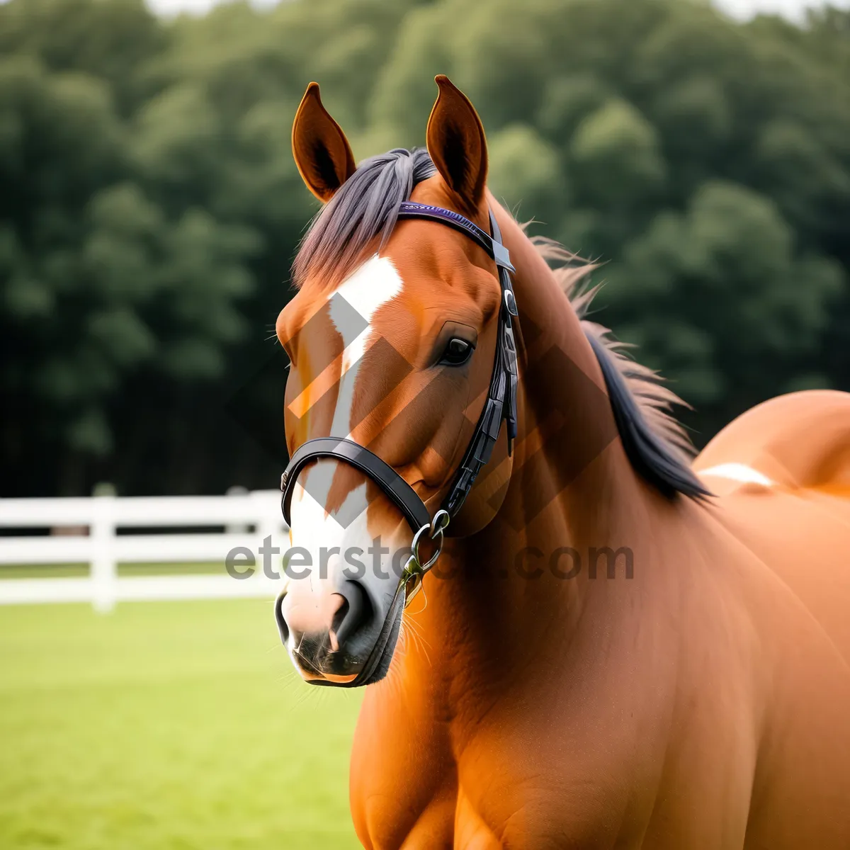 Picture of Majestic Thoroughbred Stallion Grazing in Rural Pasture