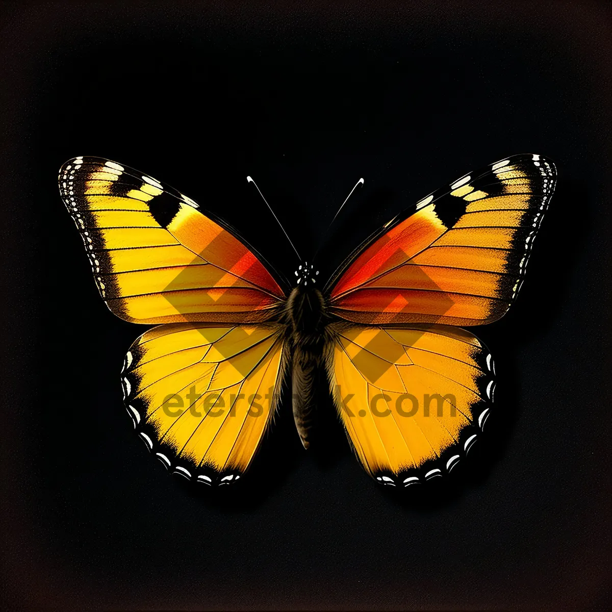 Picture of Vibrant Monarch Butterfly on Yellow Flower