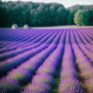 Purple Lavender Field Blooming with Colorful Flowers