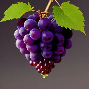 Juicy Autumn Grapes: Fresh, Sweet, and Nutritious!