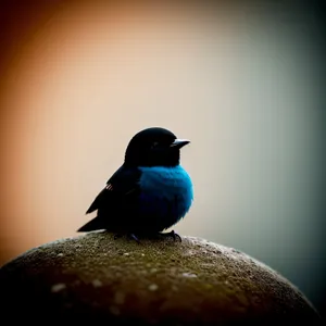 Cute Starling Perched on Garden Bird Feeder