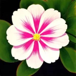 Bright Pink Geranium Blooming in Summer Garden