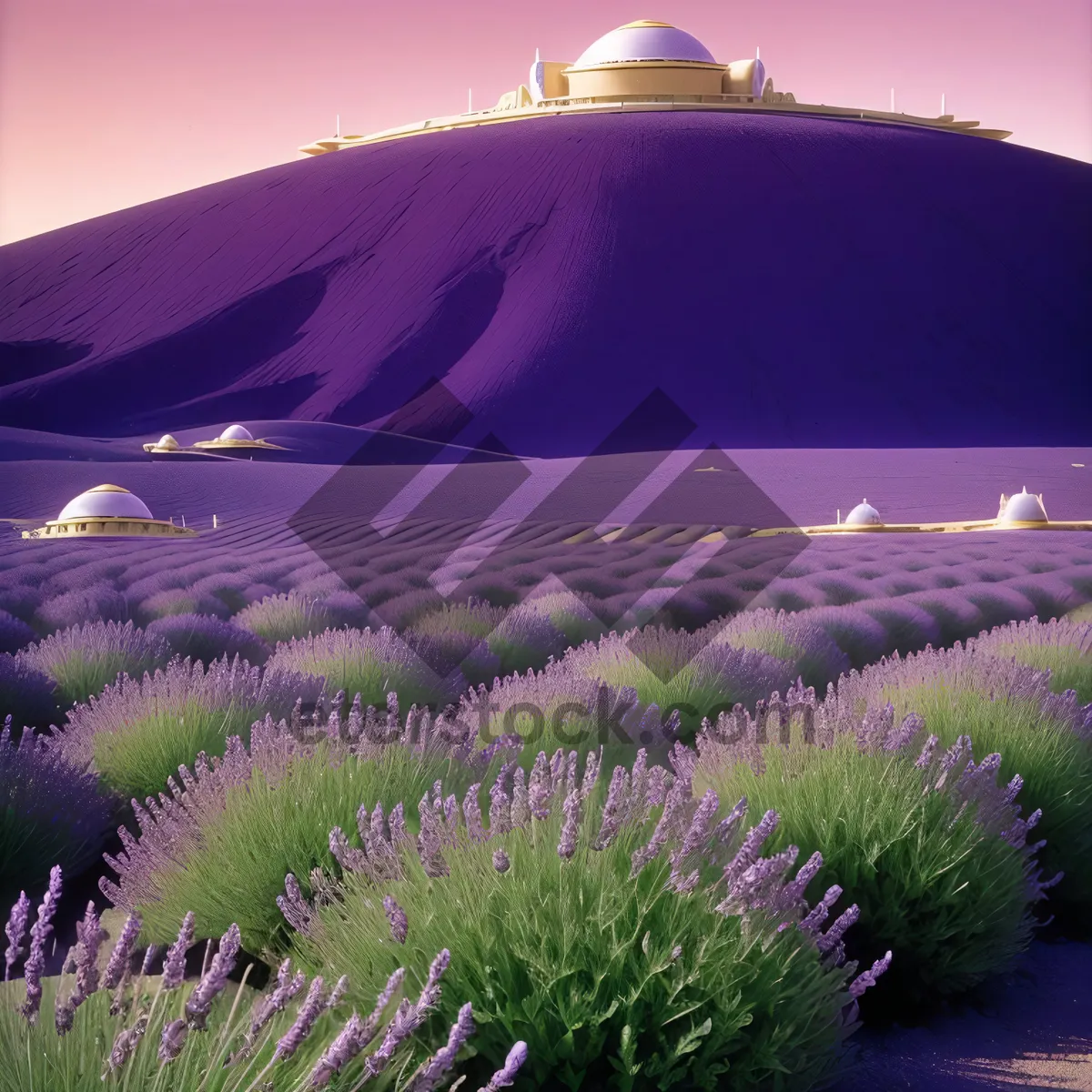 Picture of Lavender-filled countryside under a blue sky.