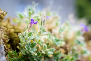 Close-up of flowering sage plant in spring garden