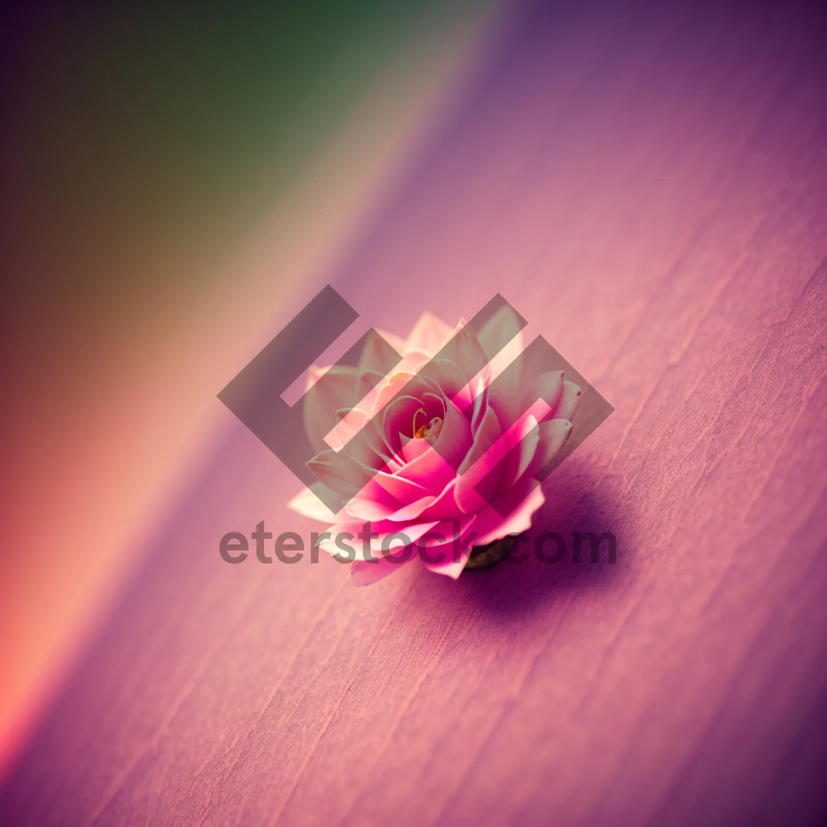 Picture of Pink Lotus Blossom: Vibrant Floral Beauty in Spring
