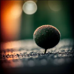 Acorn Fruit and Tennis Ball in Hole