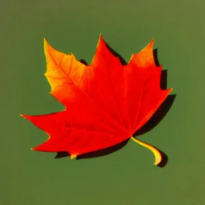 Vibrant Maple Leaf in Autumn Garden