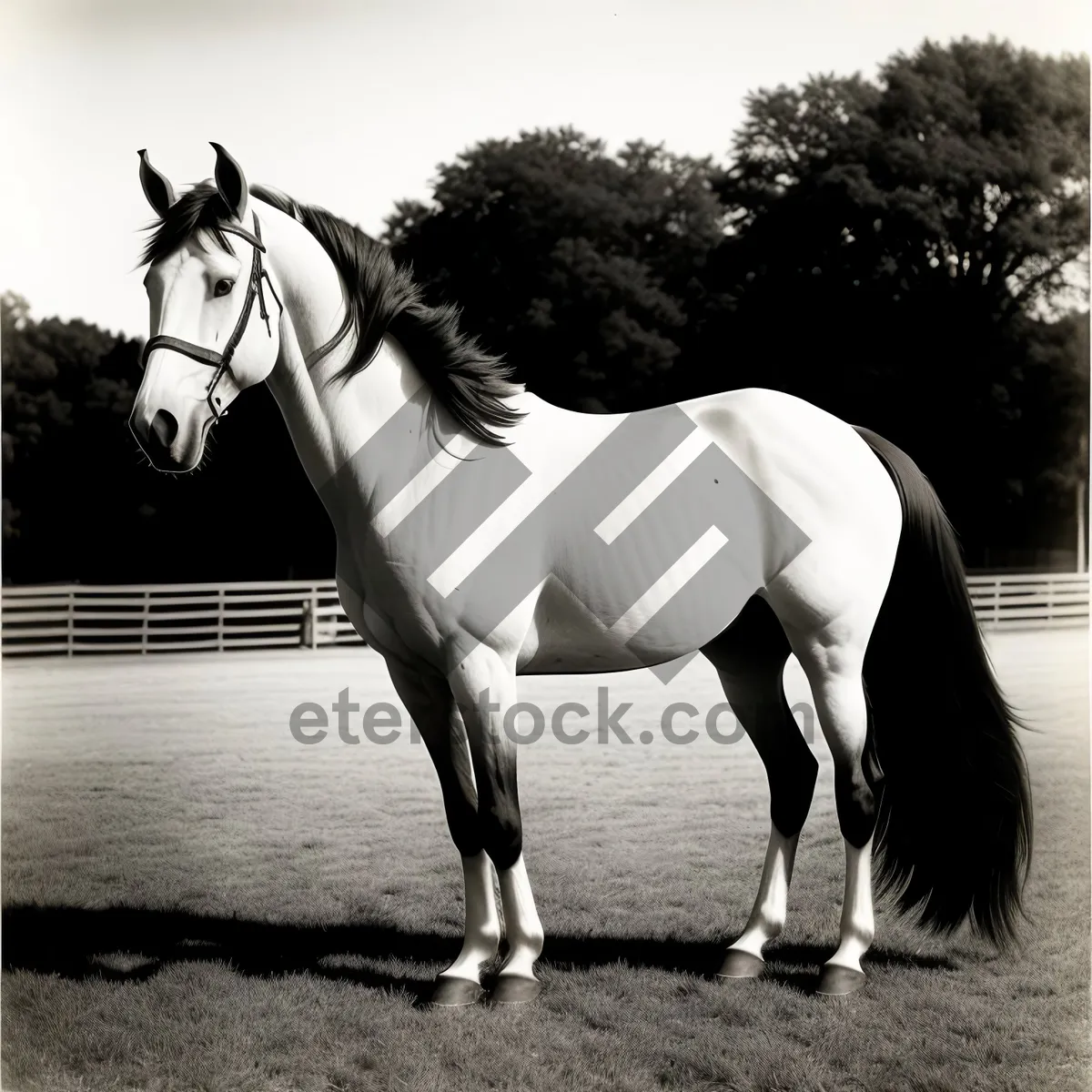 Picture of Graceful Equine Vaulting on Brown Stallion