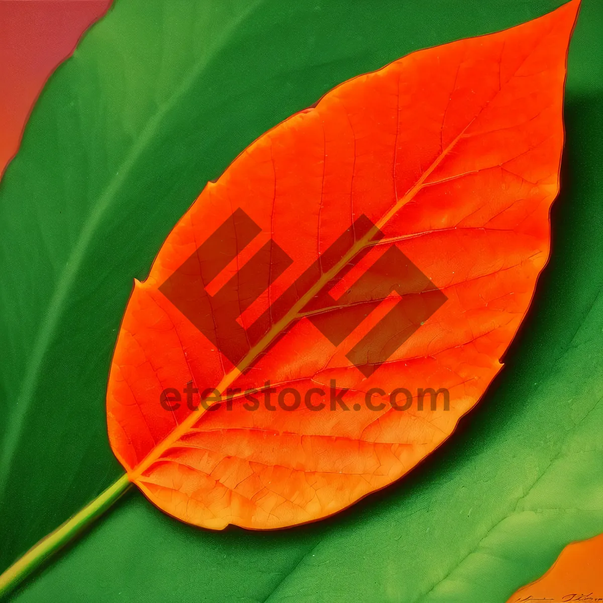 Picture of Blooming Orange Flamingo Flowers in Spring Garden