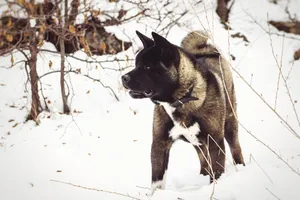 Cute black German Shepherd dog with attentive look