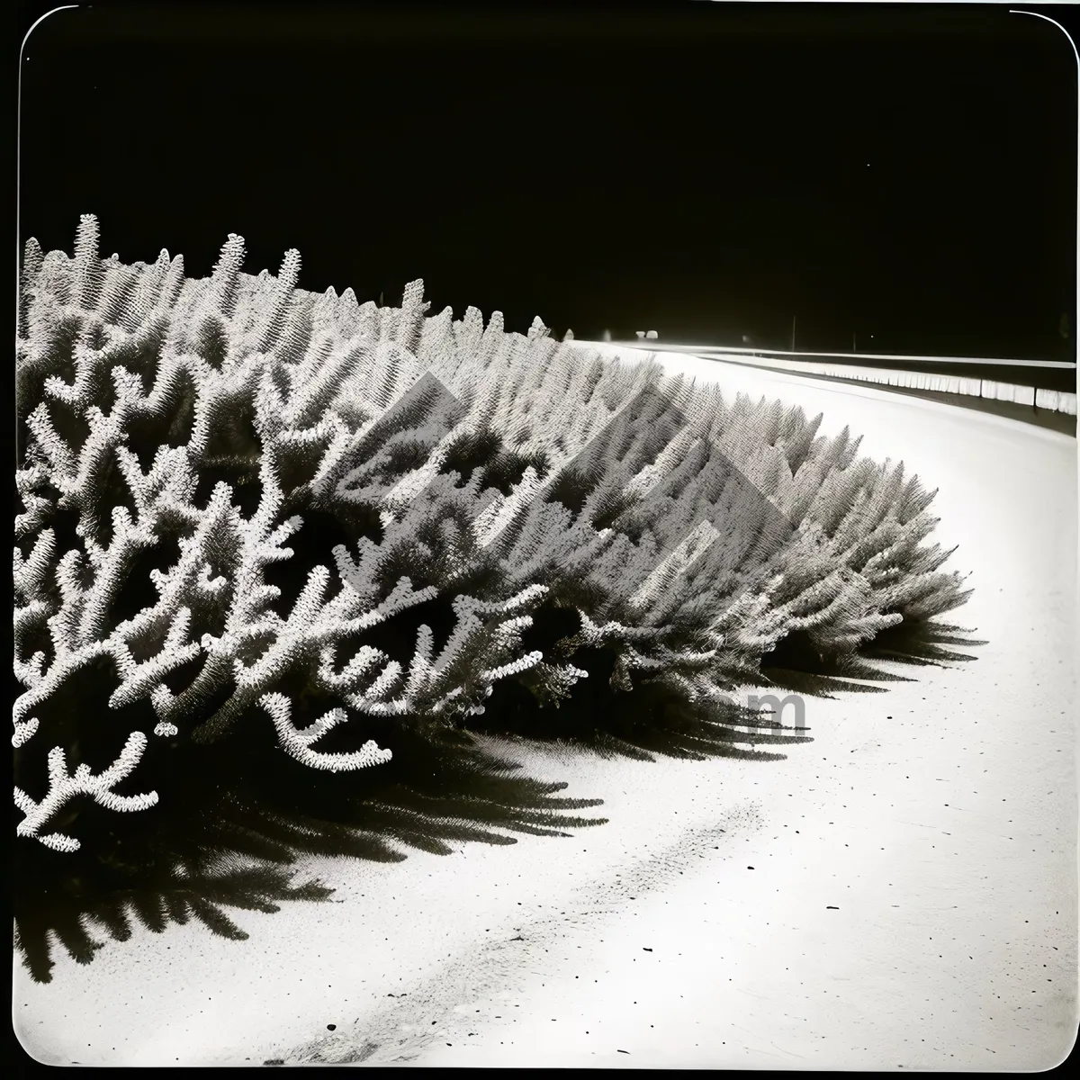 Picture of Spiky Mammal with Brush-Like Spines: Hedgehog