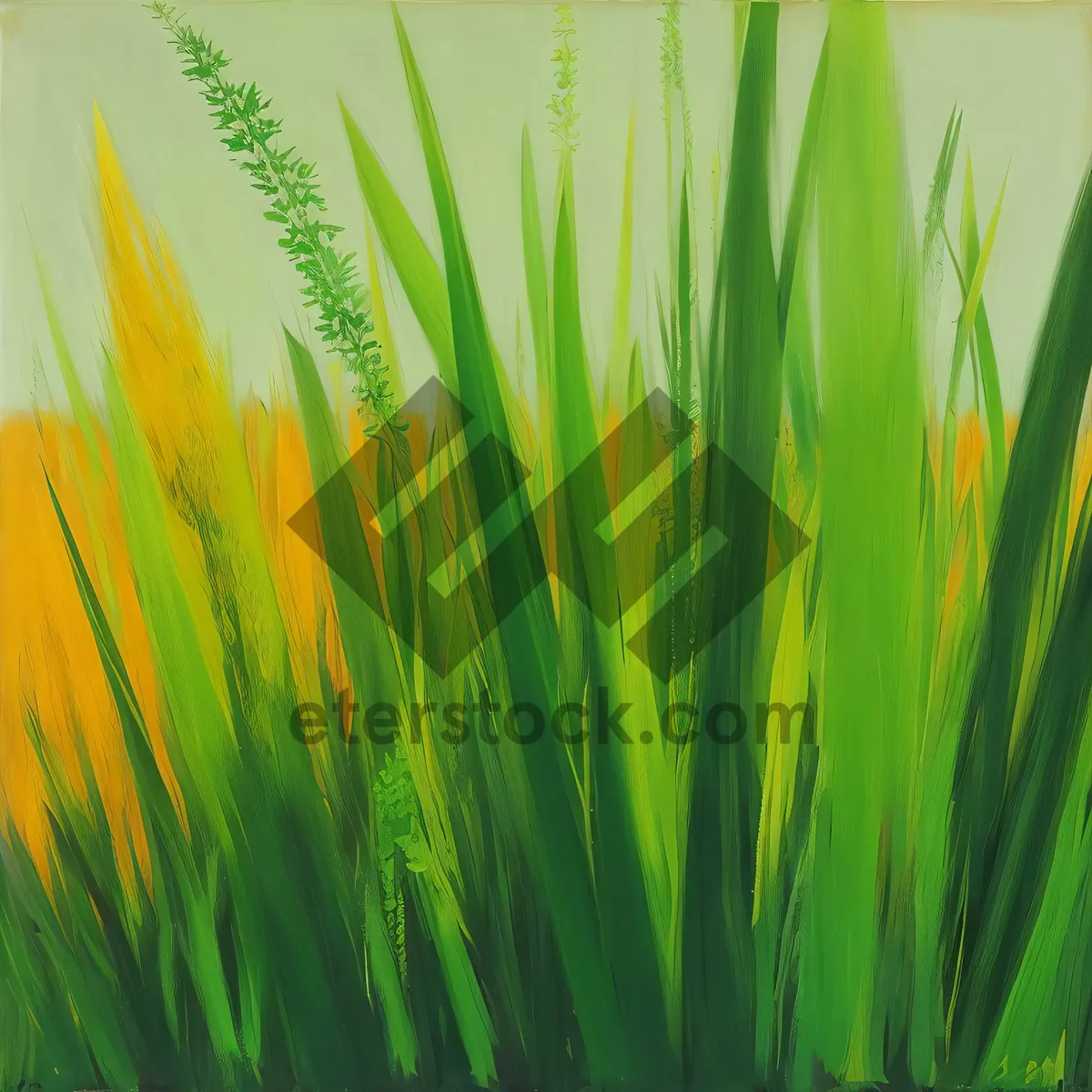 Picture of Lush Green Wheat Field in Summer