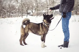 Cute domestic dog in snowy winter landscape